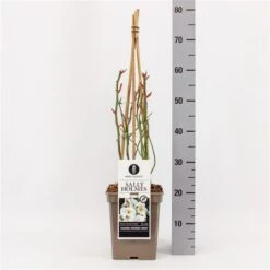 Roos (Rosa 'Sally Holmes') -PlantenPracht Winkel rosasallyholmes01 2