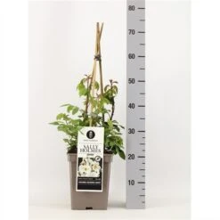 Roos (Rosa 'Sally Holmes') -PlantenPracht Winkel rosasallyholmes02