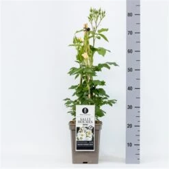 Roos (Rosa 'Sally Holmes') -PlantenPracht Winkel rosasallyholmes04