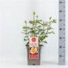 Roos (Rosa 'Scented Memory') -PlantenPracht Winkel rosascentedmemory01