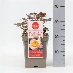 Roos (Rosa 'Scented Memory') -PlantenPracht Winkel rosascentedmemory02