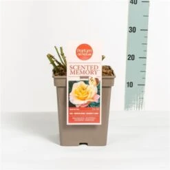 Roos (Rosa 'Scented Memory') -PlantenPracht Winkel rosascentedmemory03
