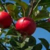 Appelboom (Malus Domestica 'Rosette') -PlantenPracht Winkel rosette 1