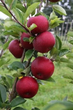 Appelboom (Malus Domestica 'Rosette') -PlantenPracht Winkel rosette vruchten