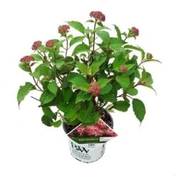 Hortensia (Hydrangea 'Ruby Annabelle') 13 Hortensia (Hydrangea 'Ruby Annabelle') -PlantenPracht Winkel ruby annabelle 1