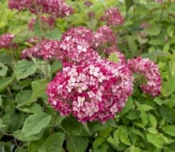 Hortensia (Hydrangea 'Ruby Annabelle') -PlantenPracht Winkel ruby annabelle 5