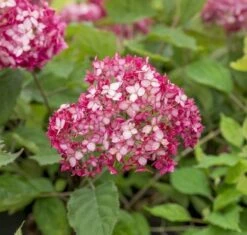 Hortensia (Hydrangea 'Ruby Annabelle') -PlantenPracht Winkel ruby annabelle 6