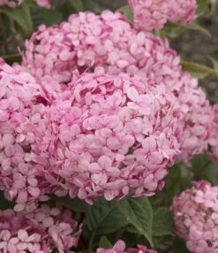 Hortensia (Hydrangea 'Ruby Annabelle') -PlantenPracht Winkel ruby annabelle 7
