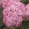 Hortensia (Hydrangea 'Ruby Annabelle') -PlantenPracht Winkel ruby annabelle 8 2