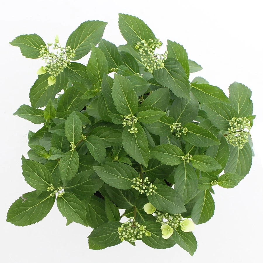 Hortensia (Hydrangea Hybr. 'Runaway Bride') 4 Hortensia (Hydrangea Hybr. 'Runaway Bride') - Afbeelding 2