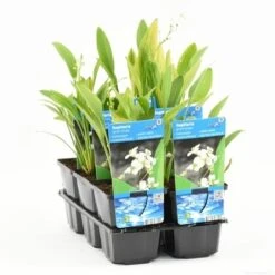 Pijlkruid (Sagittaria Graminea) -PlantenPracht Winkel sagittaria graminea t e 11300 p9