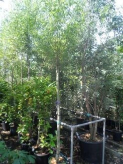 Knotwilg (Salix Alba) -PlantenPracht Winkel salix alba 12 14 16ho cont 3