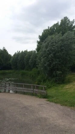 Knotwilg (Salix Alba) -PlantenPracht Winkel salix alba knotwilg 1 2