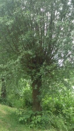 Knotwilg (Salix Alba) -PlantenPracht Winkel salix alba knotwilg 2 3