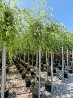 Gele Treurwilg (Salix Babylonica 'Aurea') -PlantenPracht Winkel salix babylonica aurea