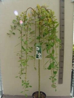 Treurwilg Op Stam (Salix Caprea 'Kilmarnock') -PlantenPracht Winkel salix c. kilmarnock 120st c5