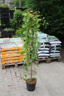 Treurwilg Op Stam (Salix Caprea 'Kilmarnock') -PlantenPracht Winkel salix caprea kilmarnock 2