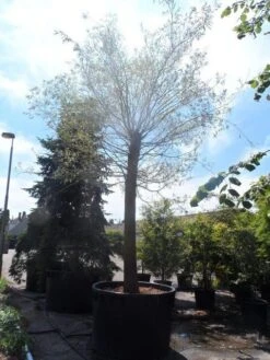 Treurwilg (Salix Sepulcralis 'Chrysocoma') -PlantenPracht Winkel salix sepulcralis chrysocoma 70 80ho c1500 1