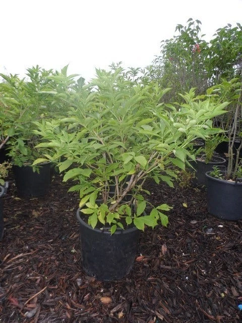 Vlier (Sambucus Nigra) 4 Vlier (Sambucus Nigra) - Afbeelding 2
