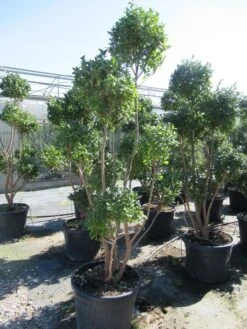 Camelia Als Bonsai (Camellia Sasanqua) -PlantenPracht Winkel sasanquapompon01