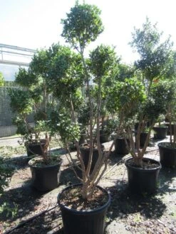 Camelia Als Bonsai (Camellia Sasanqua) -PlantenPracht Winkel sasanquapompon03 1