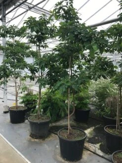 Sassafras (Sassafras Albidum) -PlantenPracht Winkel sassafras