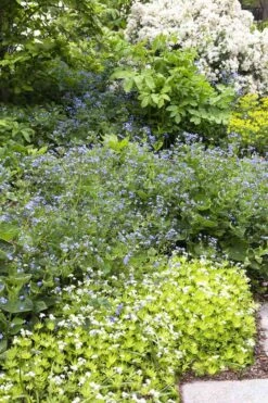 Borderpakket Schaduw In Blauw En Wit (3 M²)