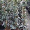 Valse Klimhortensia (Schizophragma Hydrageoides 'Moonlight') -PlantenPracht Winkel schizophragma hydrageoides moonlight 2 1