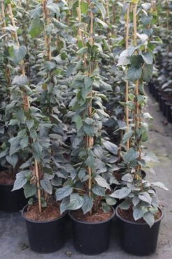 Valse Klimhortensia (Schizophragma Hydrageoides 'Moonlight')