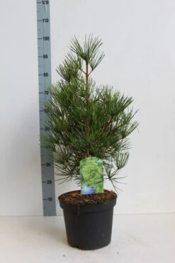 Japanse Parasolden (Sciadopitys Verticilata) -PlantenPracht Winkel sciadopitys verticilata 50 60 cm co. 7.5l kopie 1