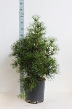 Japanse Parasolden (Sciadopitys Verticilata) -PlantenPracht Winkel sciadopitys verticilata 60 80 cm co. 18l. kopie