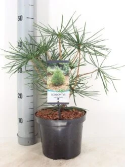 Japanse Parasolden (Sciadopitys Verticilata) -PlantenPracht Winkel sciadopitys verticillata c3 m 1