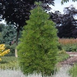 Japanse Parasolden (Sciadopitys Verticilata) -PlantenPracht Winkel scvertic 7 1