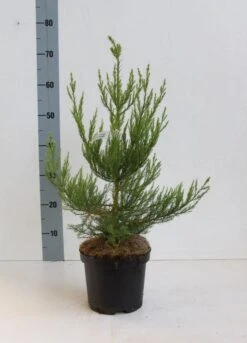 Mammoetboom (Sequoiadendron Giganteum) -PlantenPracht Winkel seqouiadendron giganteum 40 50 co. 3l kopie 1