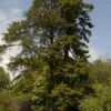 Kustmammoetboom (Sequoia Sempervirens) -PlantenPracht Winkel sequoia sempervirens 1