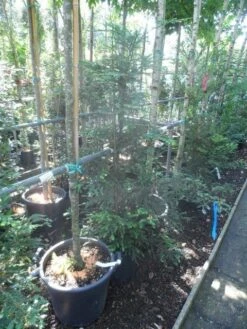 Kustmammoetboom (Sequoia Sempervirens) -PlantenPracht Winkel sequoia sempervirens 125 150 c20 1