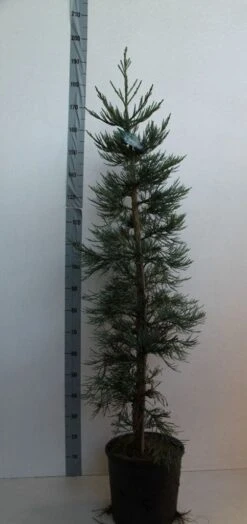 Mammoetboom (Sequoiadendron Giganteum) -PlantenPracht Winkel sequoiadendrn gl glaucum125 150 cm co. 18l kopie 1