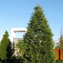Kustmammoetboom (Sequoia Sempervirens) -PlantenPracht Winkel sequoiadendron giganteum
