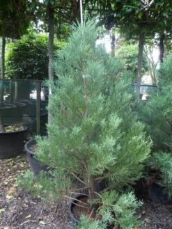 Mammoetboom (Sequoiadendron Giganteum) -PlantenPracht Winkel sequoiadendron giganteum 150 175 c35 1