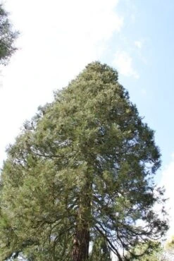 Mammoetboom (Sequoiadendron Giganteum) -PlantenPracht Winkel sequoiadendron giganteum 1