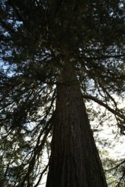 Mammoetboom (Sequoiadendron Giganteum) -PlantenPracht Winkel sequoiadendron giganteum 2 1