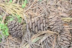Mammoetboom (Sequoiadendron Giganteum) -PlantenPracht Winkel sequoiadendron giganteum 3