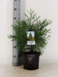 Mammoetboom (Sequoiadendron Giganteum) -PlantenPracht Winkel sequoiadendron giganteum c3 m 1