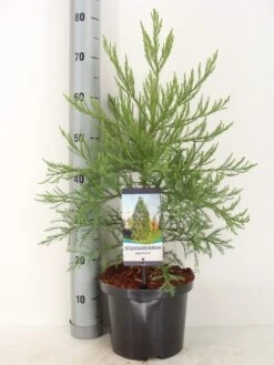 Mammoetboom (Sequoiadendron Giganteum) -PlantenPracht Winkel sequoiadendron giganteum c5 m 1