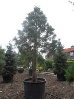 Mammoetboom (Sequoiadendron Giganteum) -PlantenPracht Winkel sequoiadendron giganteum oude stam c1000 3 1