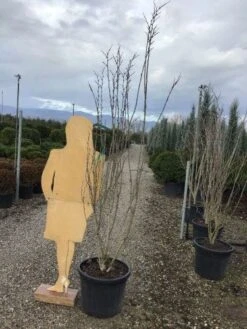 Chinese Judasboom (Cercis Chinensis 'Shirobana') -PlantenPracht Winkel shirobana200 2