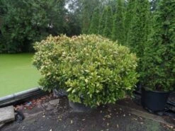 Skimmia (Skimmia Japonica 'Rubella') -PlantenPracht Winkel skimmia japonica rubella doorsnede 180 200 aanlegkwaliteit 1