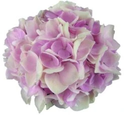 Hortensia Soft Pink Salsa (Hydrangea 'Music Collection') -PlantenPracht Winkel soft pink salsa 2