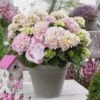 Hortensia Soft Pink Salsa (Hydrangea 'Music Collection') -PlantenPracht Winkel soft pink salsa 2 1