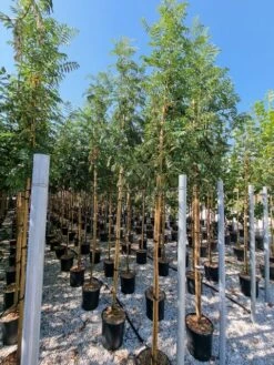 Gewone Lijsterbes (Sorbus Aucuparia) -PlantenPracht Winkel sorbus aucuparia 8 10 2